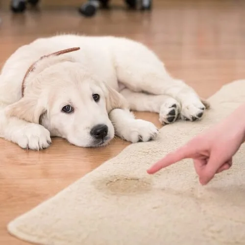 Pet Odor Treatment service